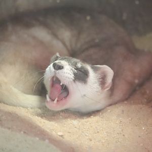 Small Mammal House - Black-Footed Ferret - Gratsy