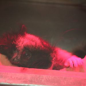 Small Mammal House - Northern Luzon Giant Cloud Rat
