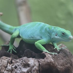 Reptile Discovery Center - Fiji Banded Iguana