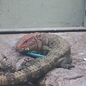 Reptile Discovery Center - Caiman Lizard