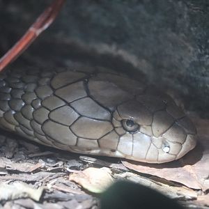 Reptile Discovery Center - King Cobra