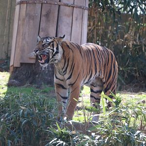 Great Cats - Sumatran Tiger - Damai