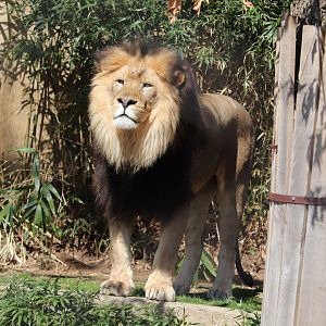 Great Cats - African Lion