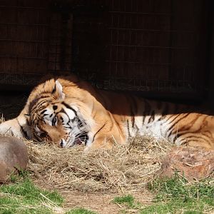 Great Cats - Amur Tiger