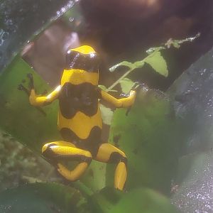 Oophaga Lehmanni- Lehmann's Poison Frog