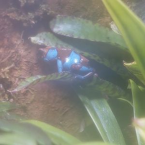 Oophaga sp. ID histrionica morph?