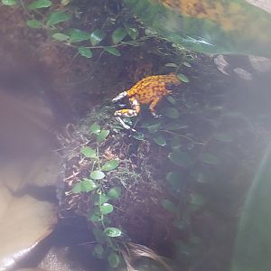 Oophaga sylvatica- Diablito poison frog