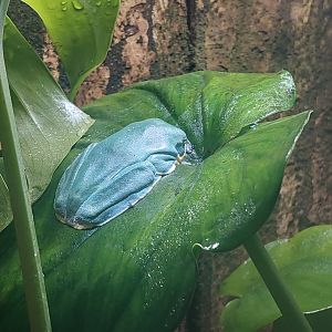 Waxy monkey tree frog (Phyllomedusa Sauvagei)