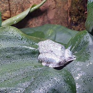 Fringed Leaf Frog (Cruziohyla craspedopus)