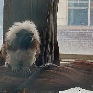 Cotton-Top Tamarin