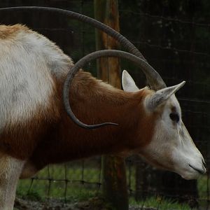 Abnormally curved horn, some kind of deficiency?