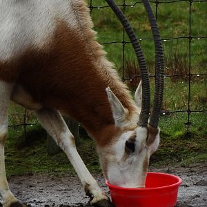 Scimitar Horned Oryx