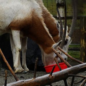 Scimitar Horned Oryx