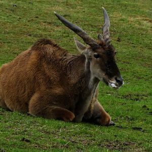 Common Eland