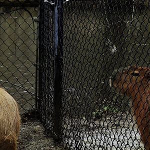Capybara