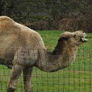Dromedary Camel