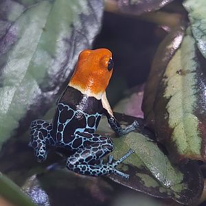 Red-headed Poison Frog (ranitomeya fantastica)