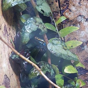 Ranitomeya amazonica ‘Iquitos’