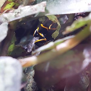 Ranitomeya summersi- Summer's poison dart frog