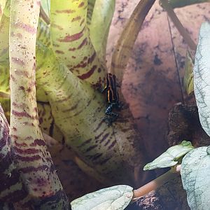 Ranitomeya amazonica