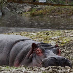 Hippo