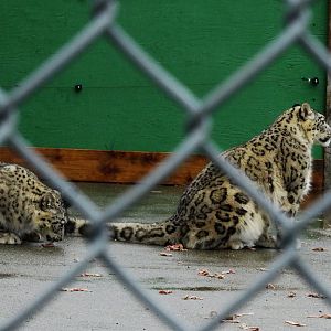 Snow Leopard cubs