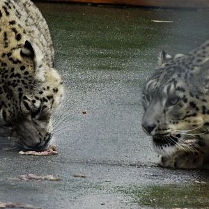 Snow Leopard cubs