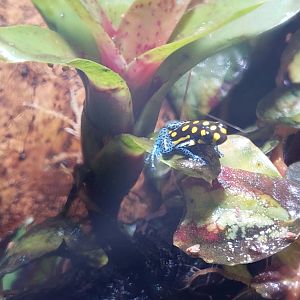 Ranitomeya vanzolinii- Brazilian poison frog