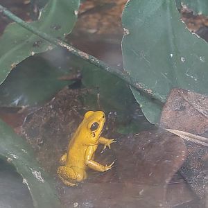 Golden poison frog (Phyllobates terribilis)