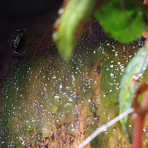 Atelopus sp. ID elegans?