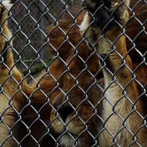 Boomer during big cat show