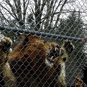 Boomer during big cat show