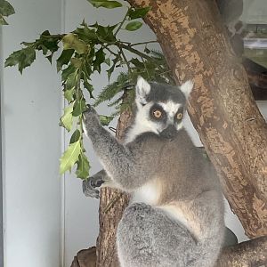 Ring-tailed lemur