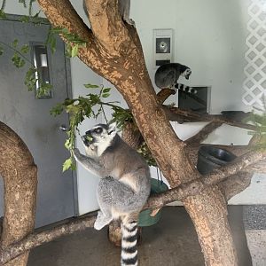 Ring-tailed lemur indoor housing