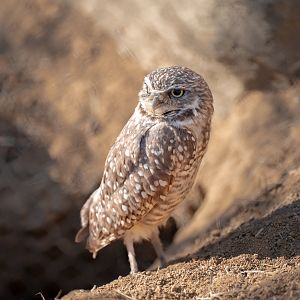 Western Burrowing Owl