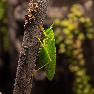 Rhinoceros Katydid