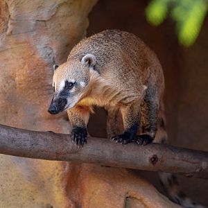 South American Coati