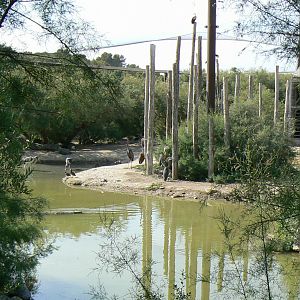 Réserve africaine de Sigean- African giant walkthrough aviary