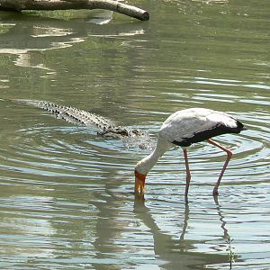 Réserve africaine de Sigean - African giant walkthrough aviary - Time for lunch or not ?!