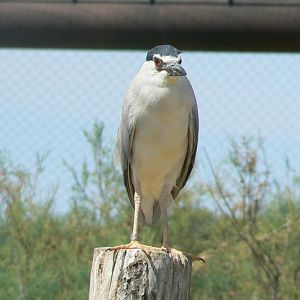 Réserve africaine de Sigean - African giant walkthrough aviary - Black-crowned night heron