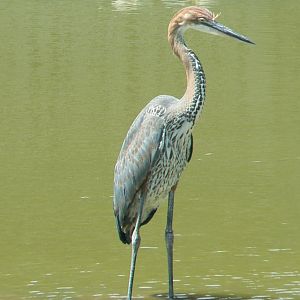 Réserve africaine de Sigean - African giant walkthrough aviary - Goliath heron and red-eared sliders