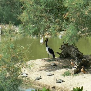 Réserve africaine de Sigean - African giant walkthrough aviary - Saddle-billed stork and fulvous whistling-ducks