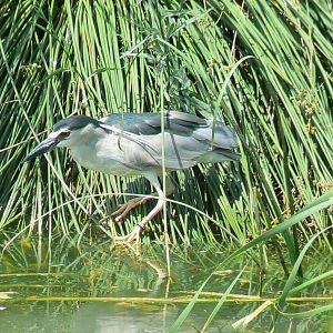 Réserve africaine de Sigean - African giant walkthrough aviary - Black-crowned night heron