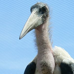 Réserve africaine de Sigean - African giant walkthrough aviary - Marabout stork