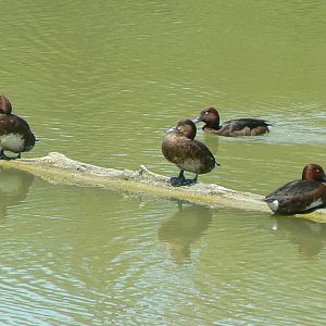 Réserve africaine de Sigean - African giant walkthrough aviary - Ferruginous ducks