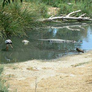 Réserve africaine de Sigean - African giant walkthrough aviary - Cool neighbours