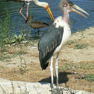 Réserve africaine de Sigean - African giant walkthrough aviary - Yellow-billed stork, hammerkop and marabou stork