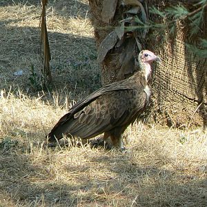 Réserve africaine de Sigean - African giant walkthrough aviary - Hooded vulture