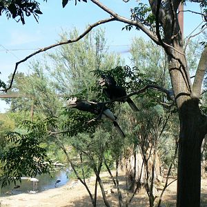 Réserve africaine de Sigean - African giant walkthrough aviary - Grey-cheeked hornbill pair