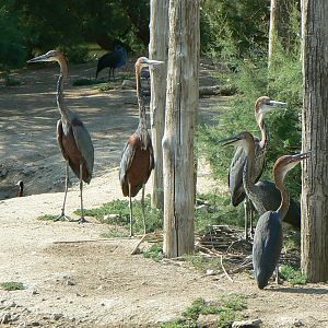 Réserve africaine de Sigean - African giant walkthrough aviary - Goliath herons family